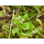 valerianella puberula (bertol. ex guss.) dc.