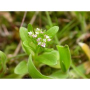 valerianella puberula (bertol. ex guss.) dc.