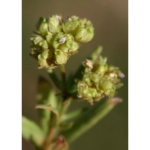 valerianella pumila (l.) dc.