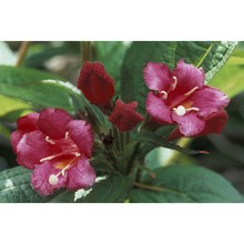 weigela florida (bunge) a. dc.