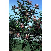 weigela florida (bunge) a. dc.