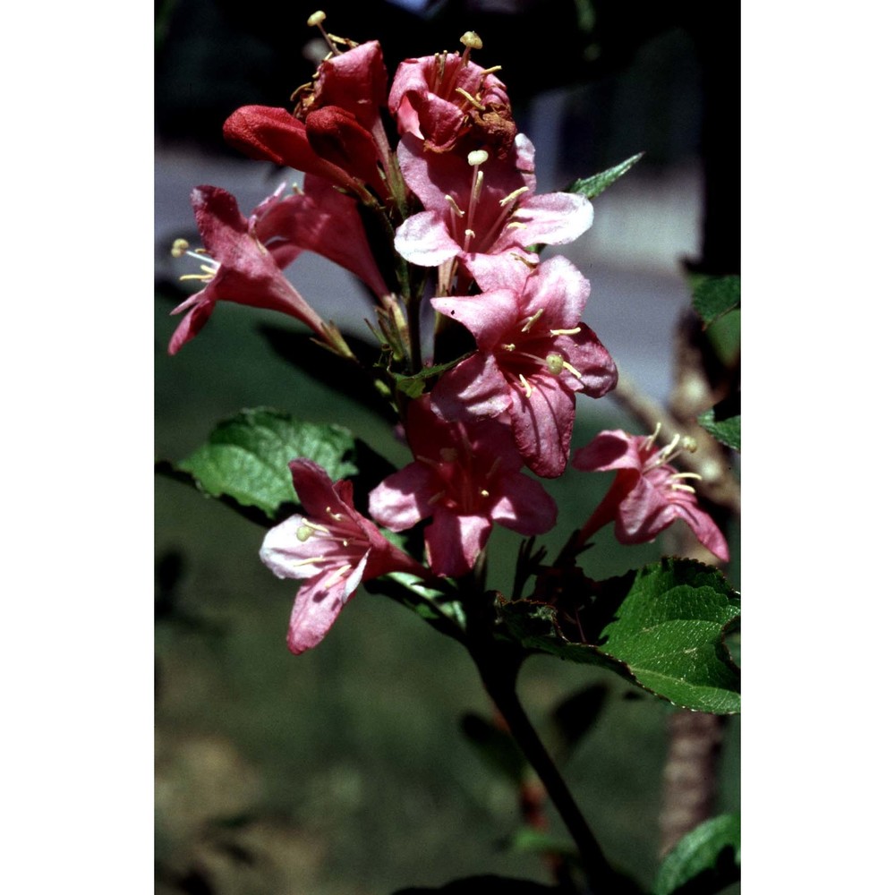 weigela florida (bunge) a. dc.