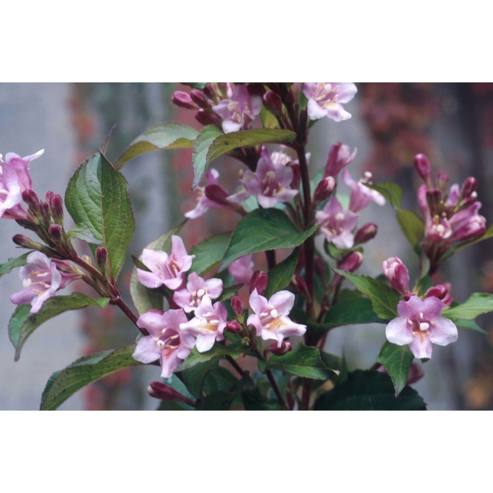 weigela florida (bunge) a. dc.