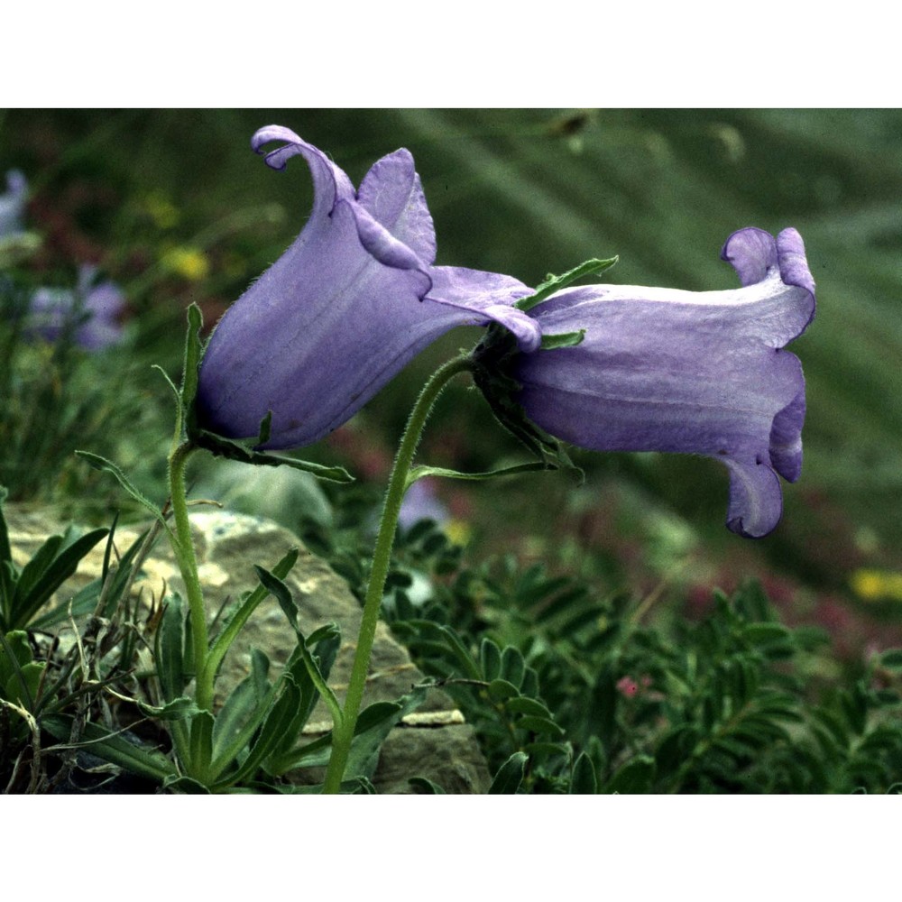 campanula alpestris all.