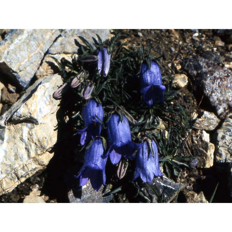 campanula alpestris all.