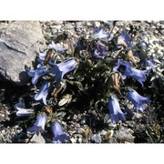 campanula alpestris all.