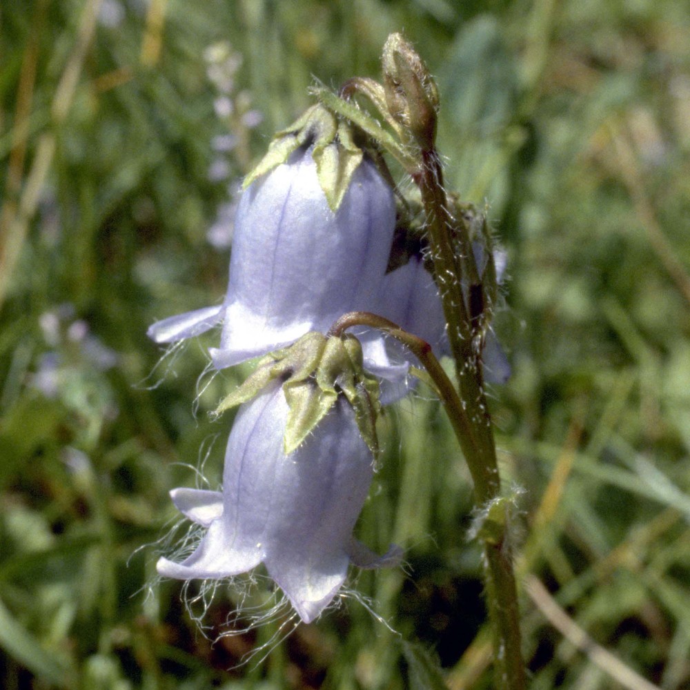 campanula barbata l.