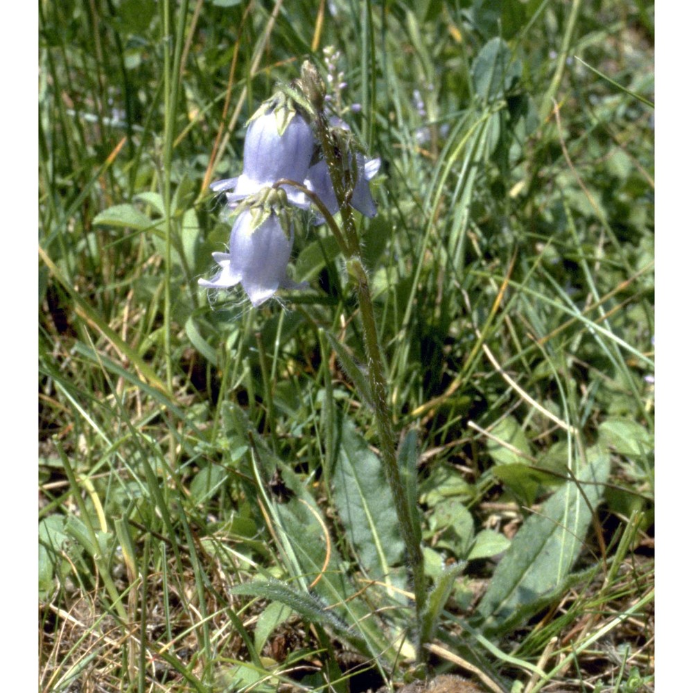 campanula barbata l.