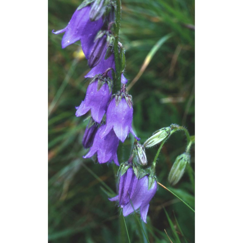 campanula barbata l.