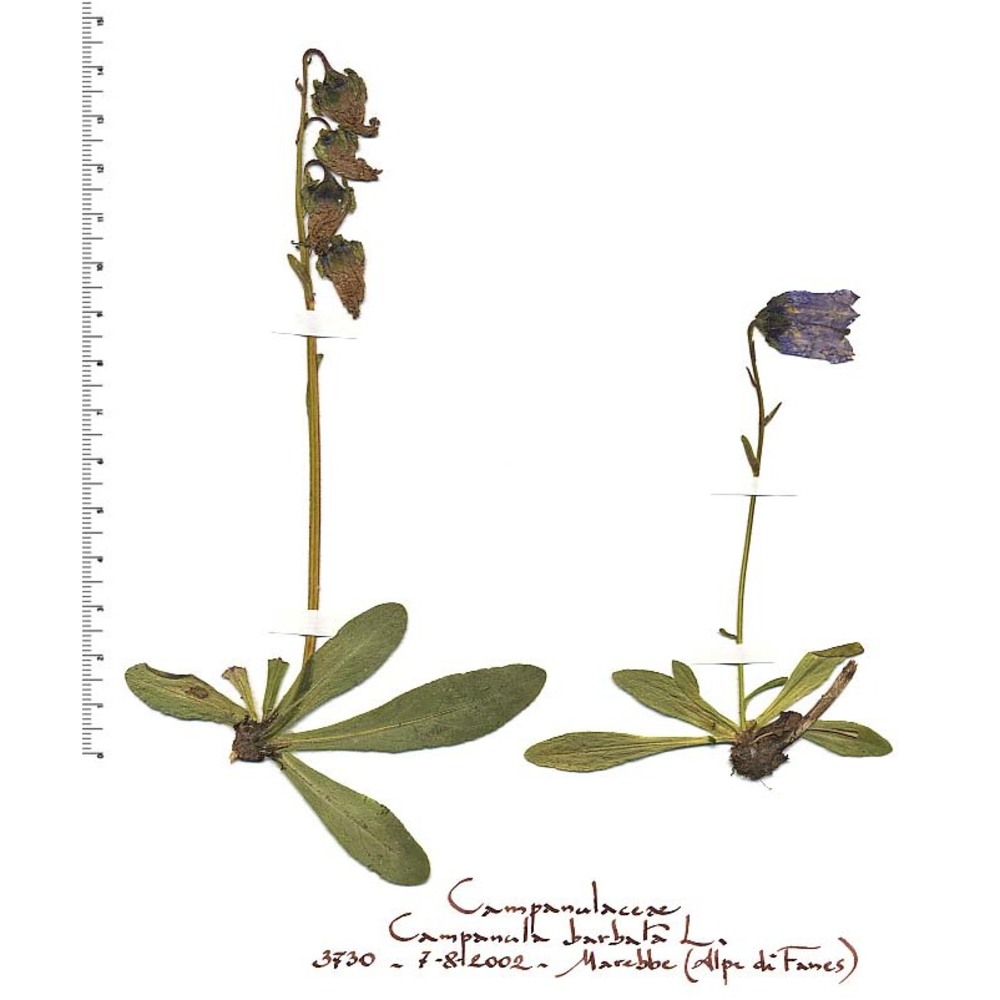 campanula barbata l.