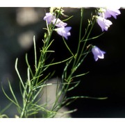 campanula bertolae colla