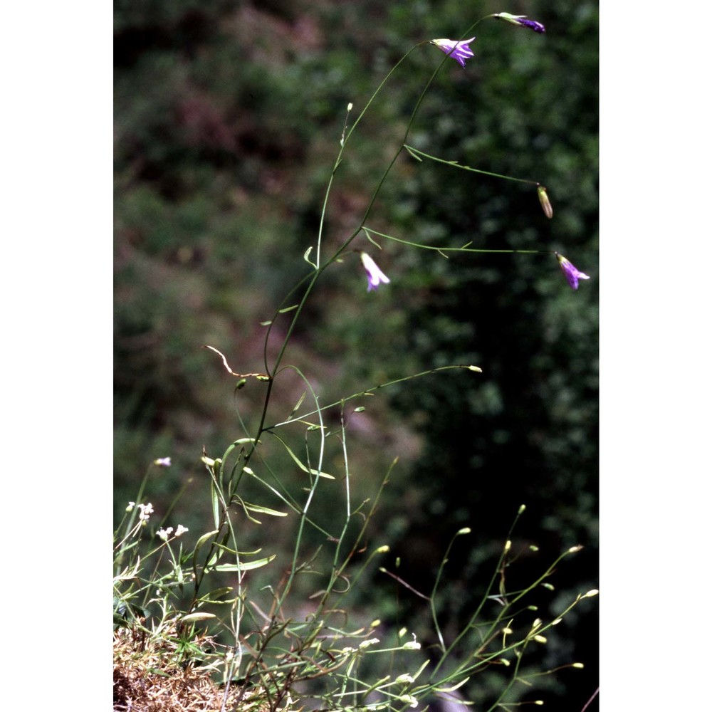 campanula bertolae colla