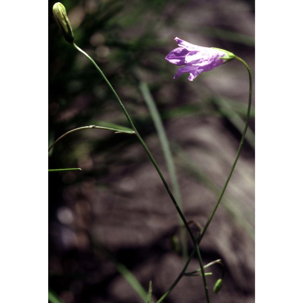 campanula bertolae colla