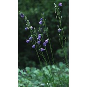 campanula bertolae colla