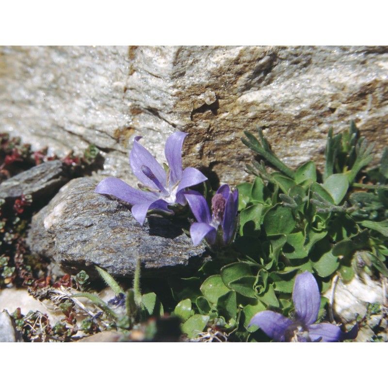 campanula cenisia l.