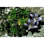 campanula cenisia l.