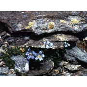 campanula cenisia l.