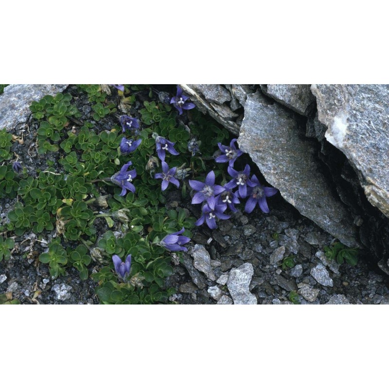 campanula cenisia l.