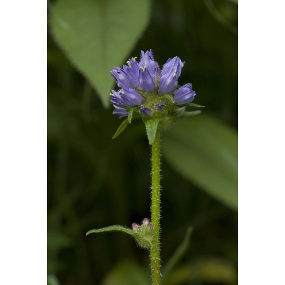 campanula cervicaria l.