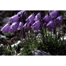 campanula cespitosa scop.