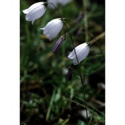 campanula cespitosa scop.