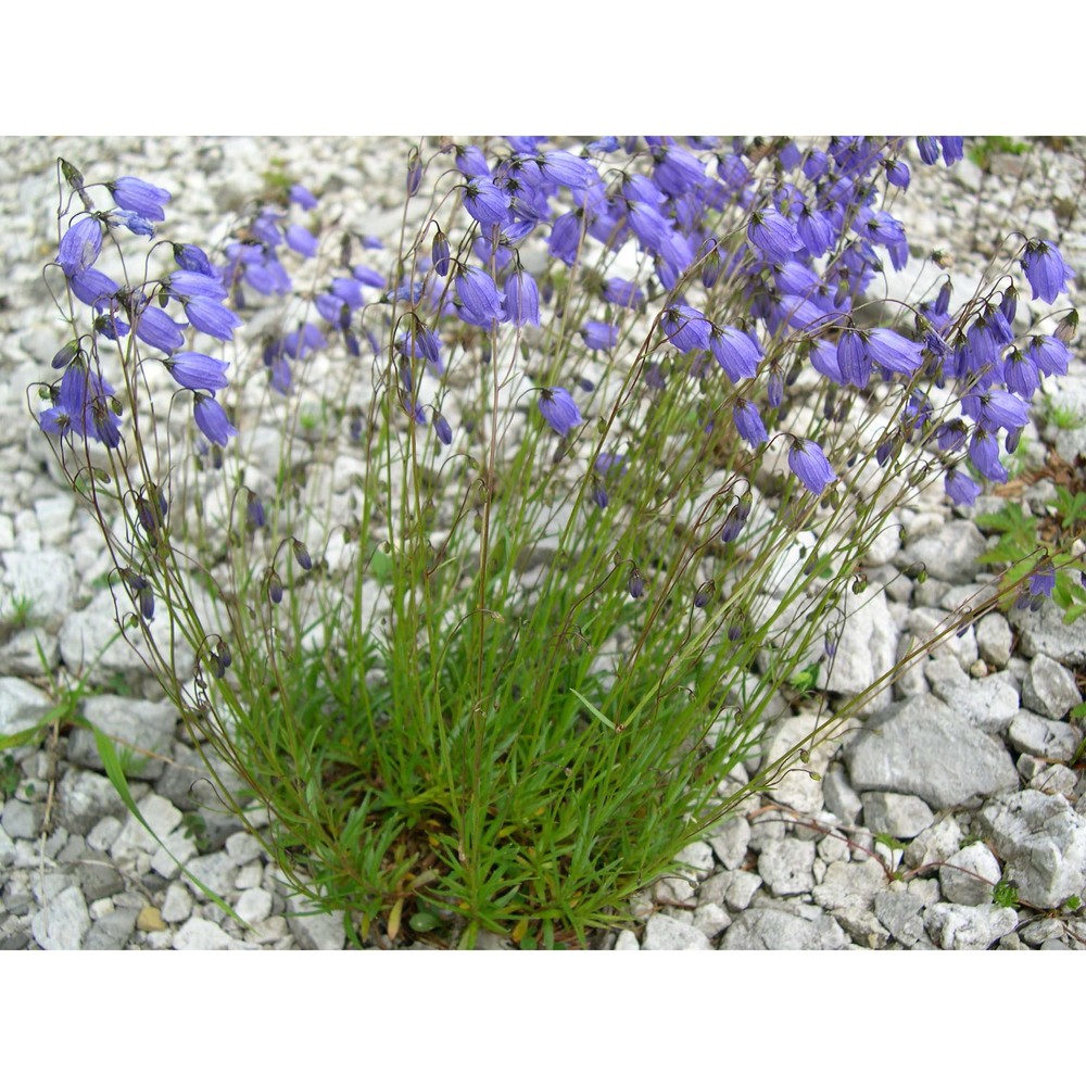 campanula cespitosa scop.