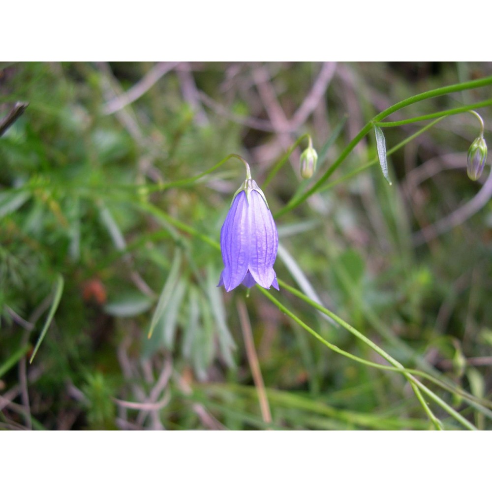 campanula cespitosa scop.