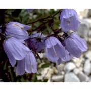 campanula cochleariifolia lam.