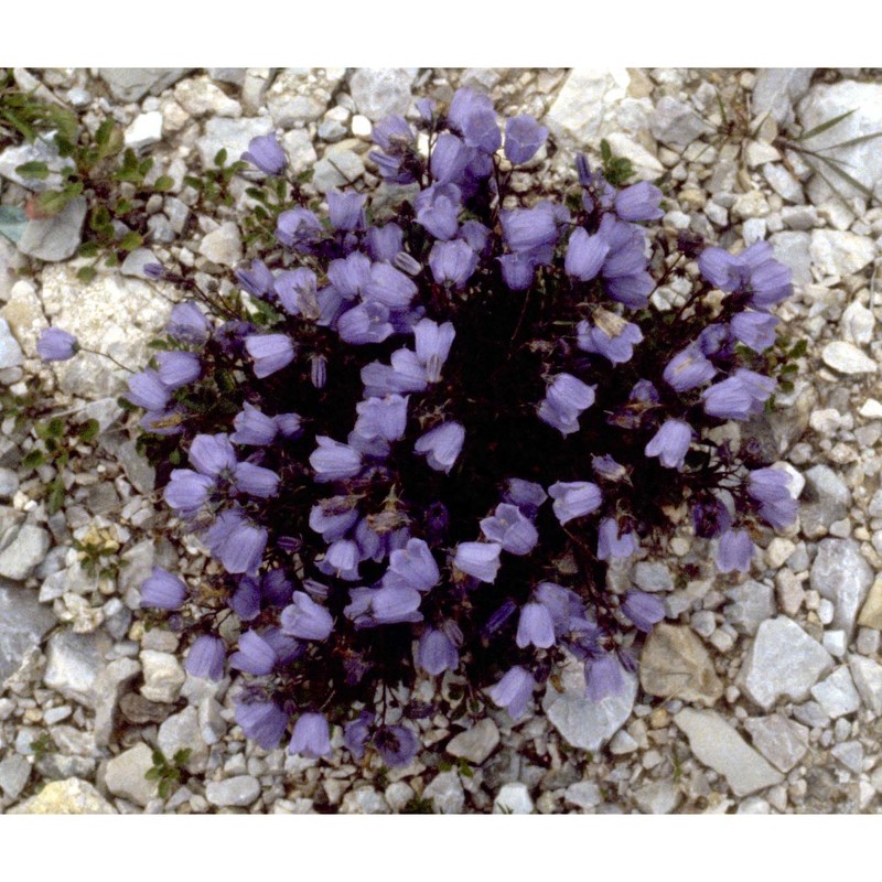 campanula cochleariifolia lam.