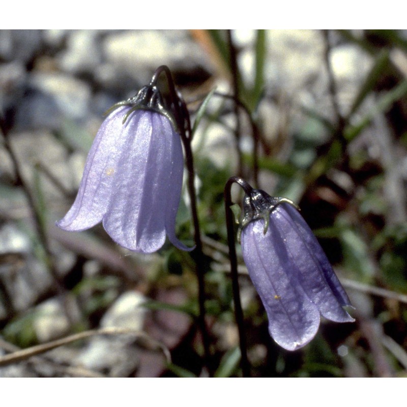 campanula cochleariifolia lam.