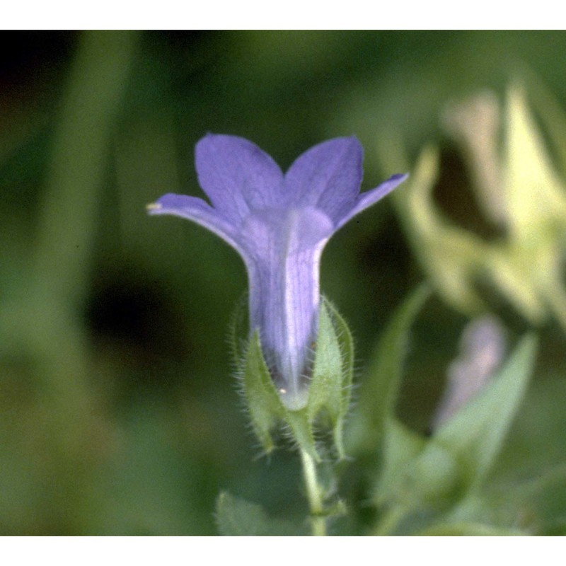 campanula dichotoma l.