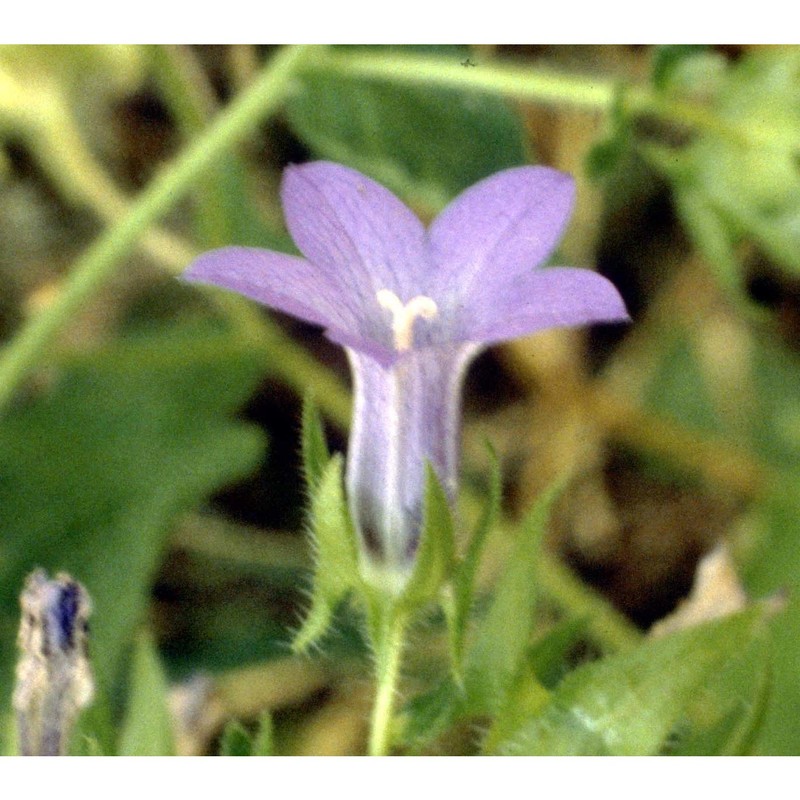 campanula dichotoma l.