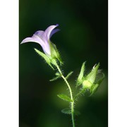 campanula dichotoma l.