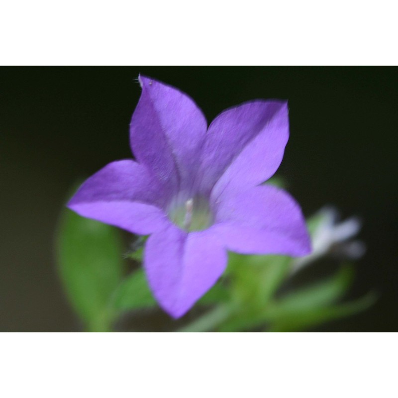 campanula dichotoma l.