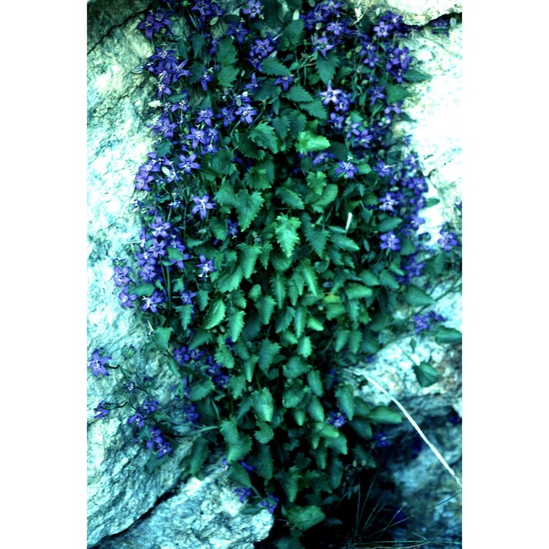 campanula elatines l.