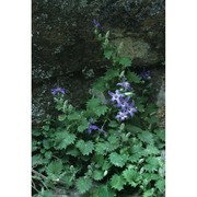 campanula elatines l.