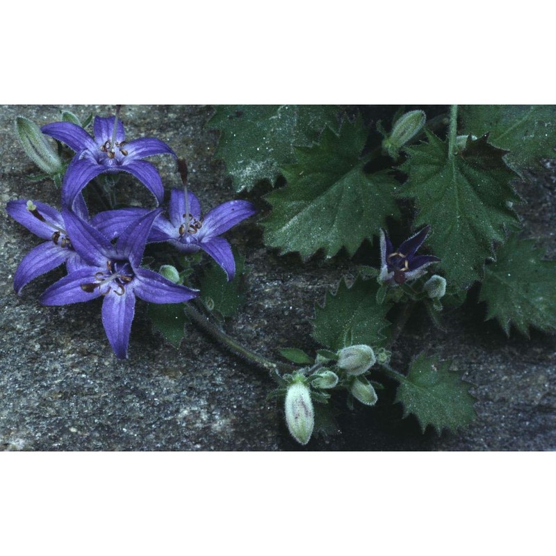 campanula elatines l.