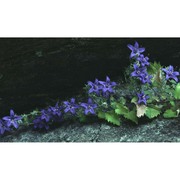 campanula elatines l.