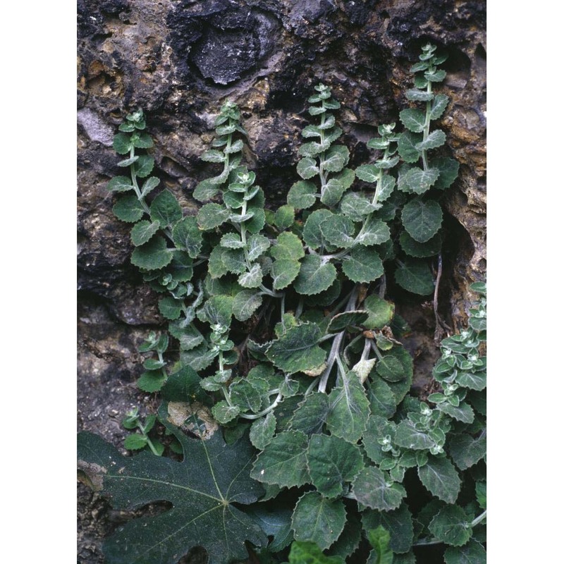 campanula elatinoides moretti