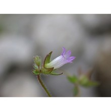 campanula erinus l.