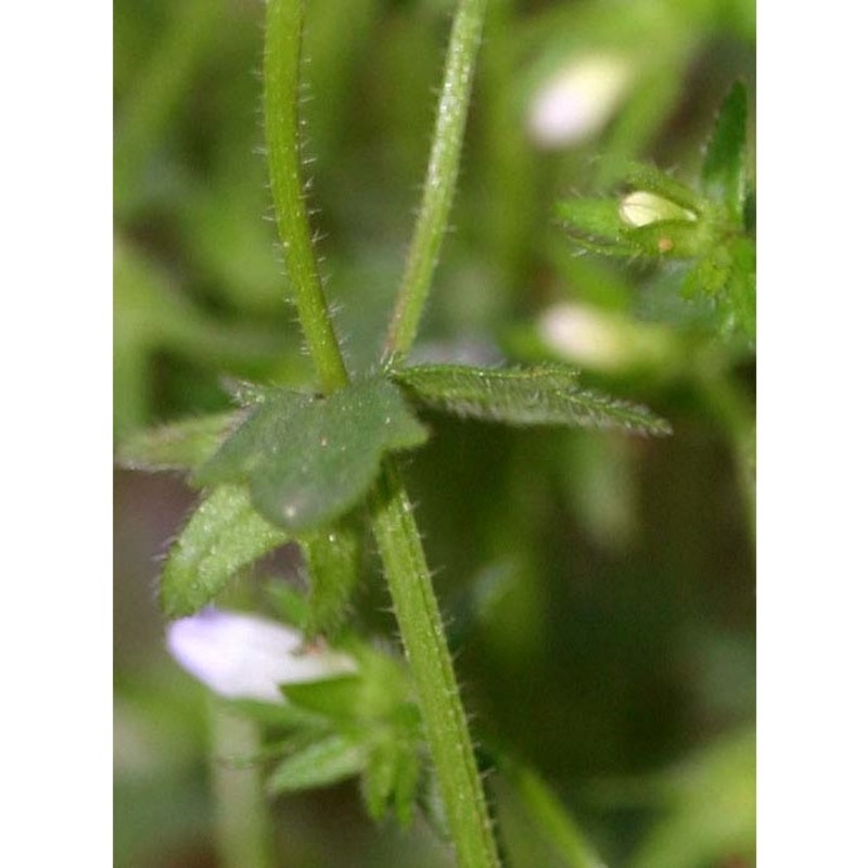 campanula erinus l.