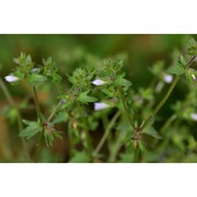 campanula erinus l.