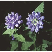 campanula foliosa ten.