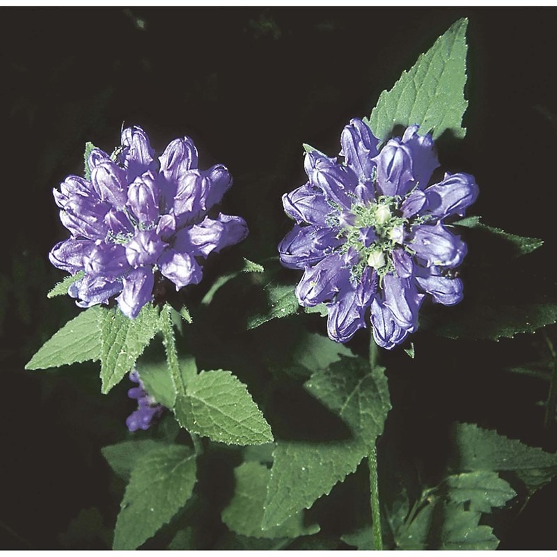 campanula foliosa ten.