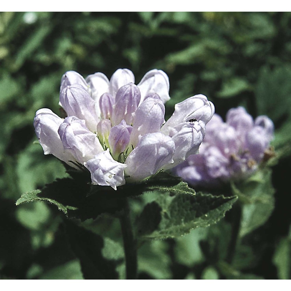 campanula foliosa ten.