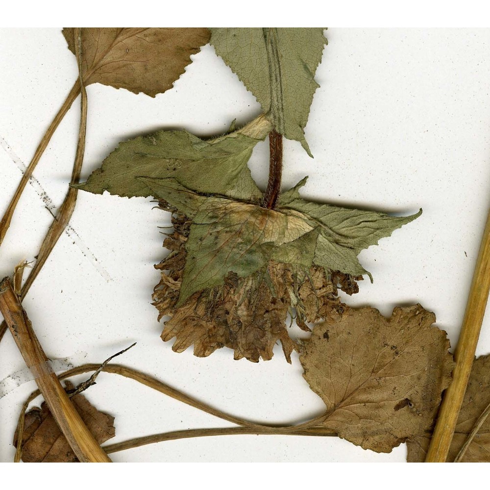 campanula foliosa ten.