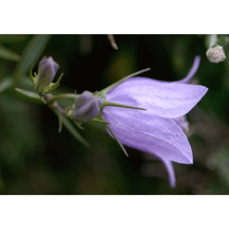 campanula forsythii (arcang.) podlech