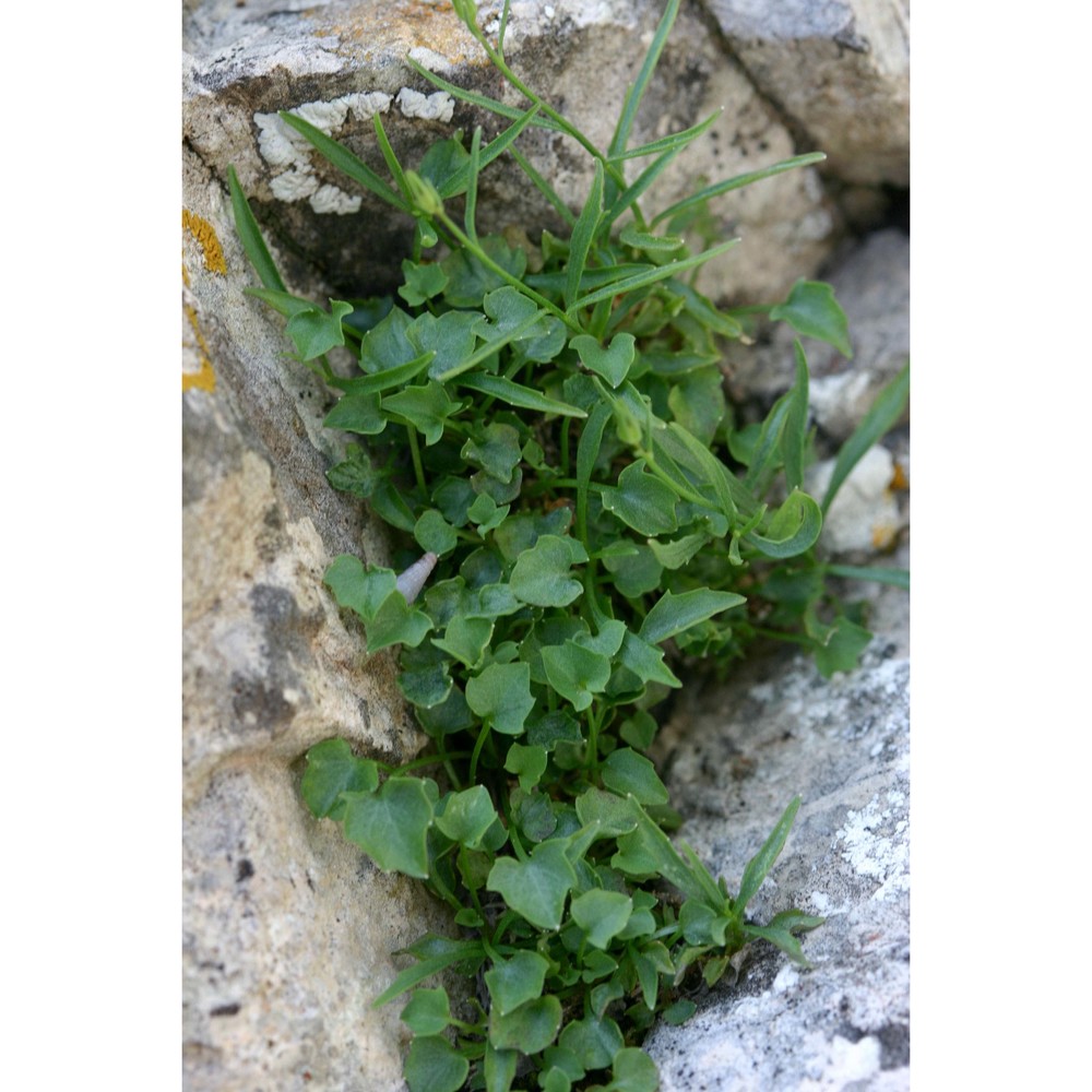 campanula forsythii (arcang.) podlech