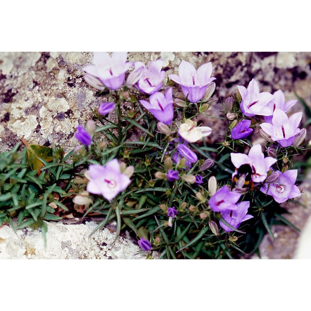 campanula forsythii (arcang.) podlech