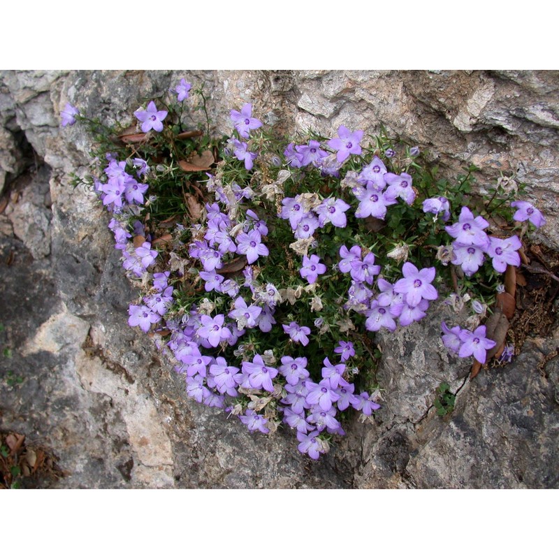 campanula fragilis cirillo